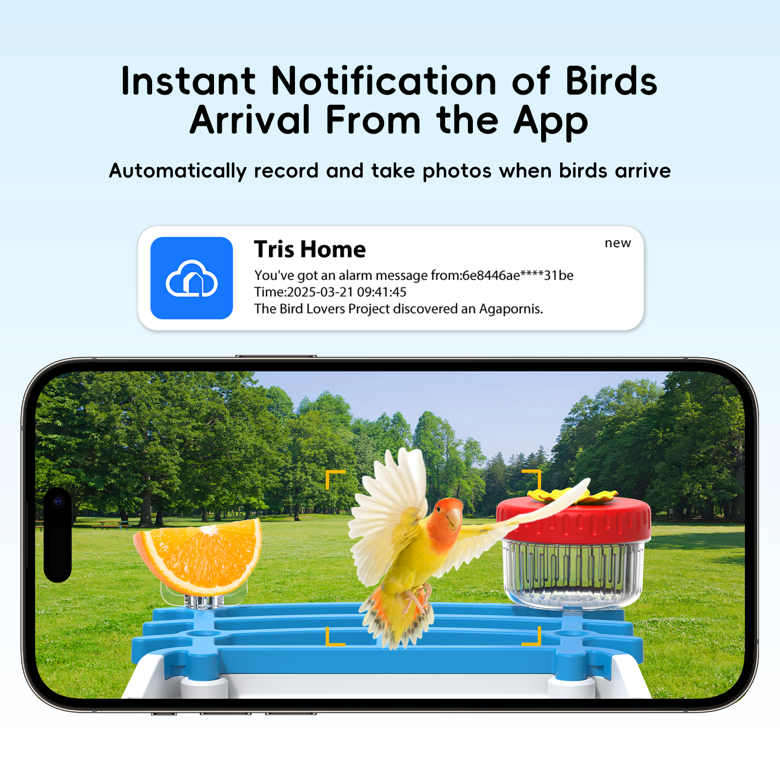 Solar Bird Feed Camera Wireles - Smart Bird Feeder Camera reseña y precio