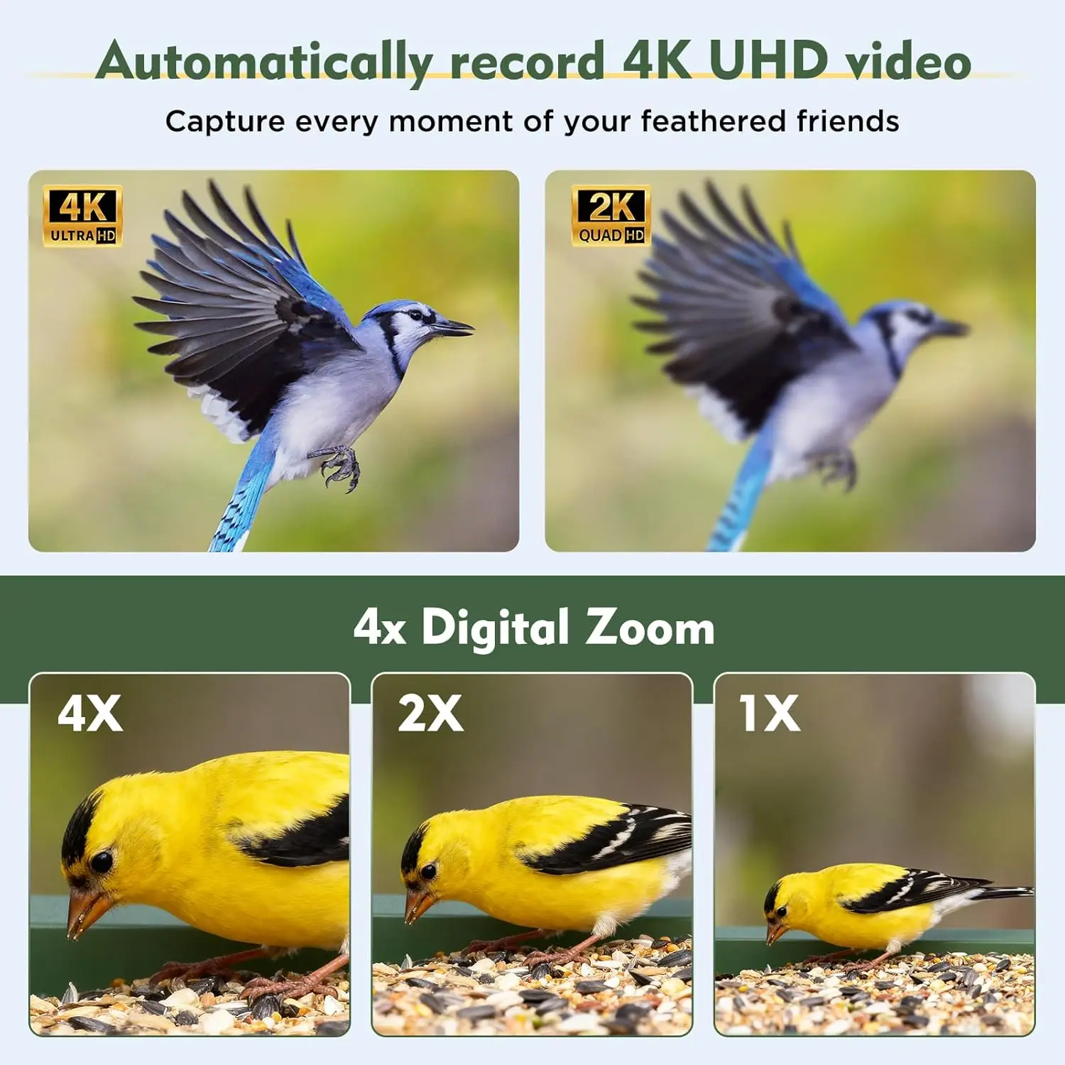 Solar Powered Smart Bird Feede - Smart Bird Feeder Camera reseña y precio